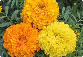 marigold crackerjack mixed