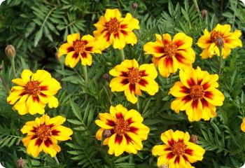 marigold naughty marietta