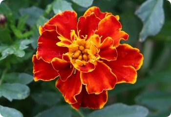Marigold 'Red Cherry'