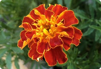 marigold sparky mix