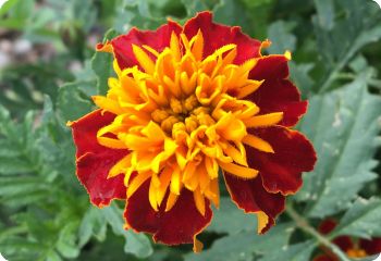 Marigold 'Sparky Mix'