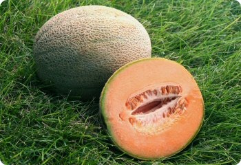 Melon Hales Best Jumbo