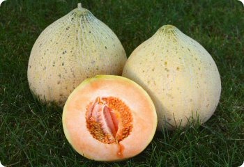 thumbnail image 2 of Melon, Prescott Fond Blanc | A.P. WHALEY, LLC 2 of 14