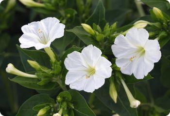 Mirabilis jalapa 'Alba'