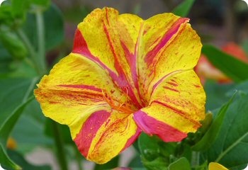 Mirabilis jalapa 'Broken Colors'