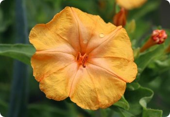 Mirabilis jalapa 'Orange Crush'