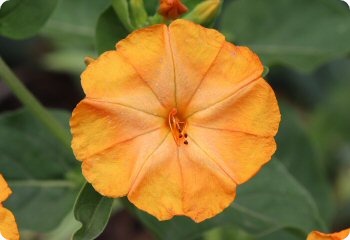 Mirabilis jalapa 'Orange Crush'