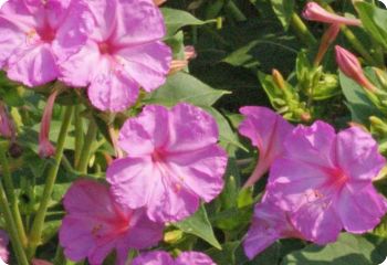 Mirabilis jalapa Pink