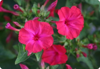 Mirabilis jalapa Red