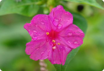 Mirabilis jalapa Rose