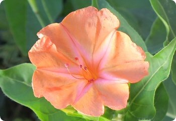 Mirabilis jalapa Salmon Sunset