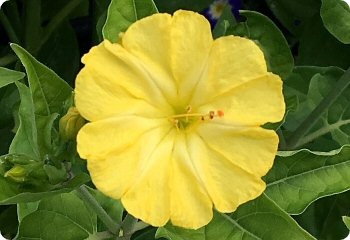 Mirabilis jalapa Yellow