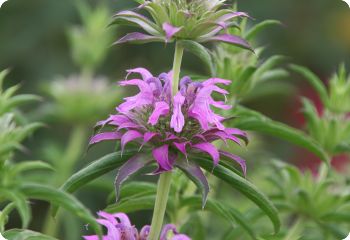 monarda citriodora