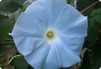 morning glory blue star