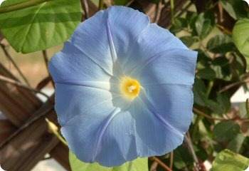 morning glory blue star