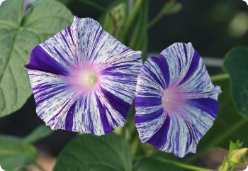 Morning Glory 'Carnevale di Venezia'