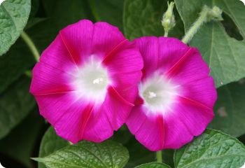 morning glory crimson rambler