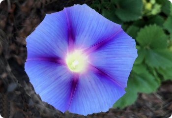 Morning Glory Dacapo Light Blue
