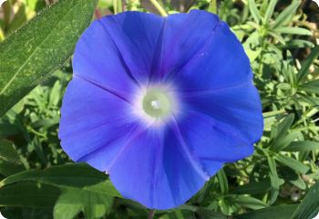 morning glory early call