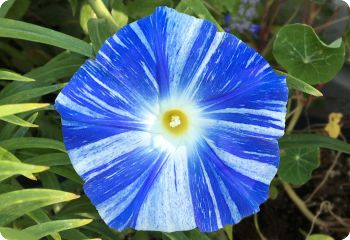 Morning Glory 'Flying Saucers'