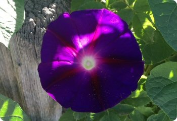 Morning Glory 'Grandpa Ott'