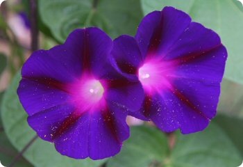 Morning Glory Kniola's Purple-Black