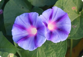 morning glory light blue star