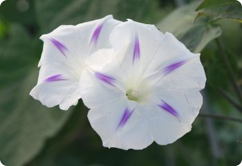 Morning Glory 'Milky Way'