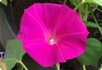 morning glory scarlett o'hara