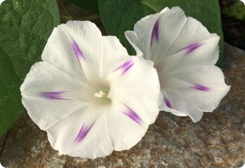 Morning glory 'Seta'