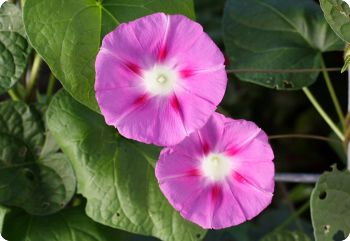 morning glory stellar pink