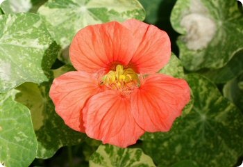 Nasturtium 'Alaska Mix'