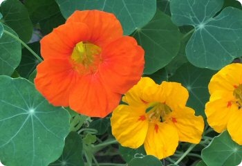 Nasturtium 'Dwarf Jewel Mix'