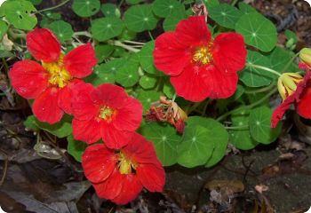 Nasturtium 'Empress of India'