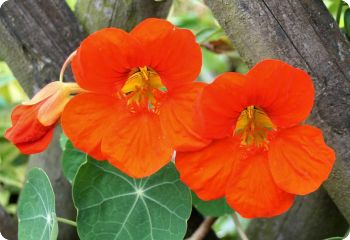 Nasturtium 'Globe of Fire'