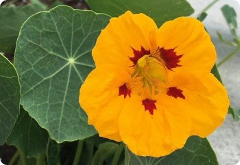 Nasturtium 'Ladybird'