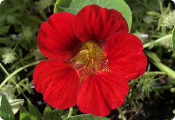 Nasturtium 'Mahogany Gleam'