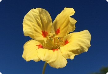 Nasturtium 'Peach Melba'