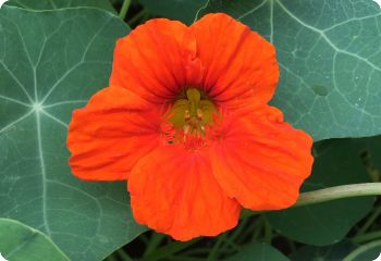 Nasturtium 'Spitfire'