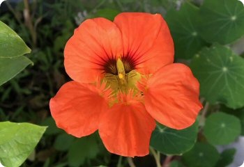 Nasturtium 'Vesuvius'