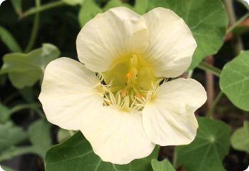 Nasturtium 'Yeti'