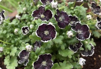 nemophila penny black