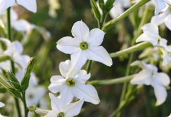 shade tolerant flowers