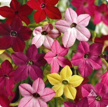 Nicotiana 'Sensation Mixed'