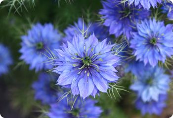 nigella damascena miss jekyll blue