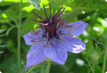 nigella hispanica curiosity