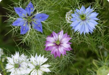 nigella miss jekyll mix