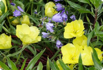 Oenothera missouriensis