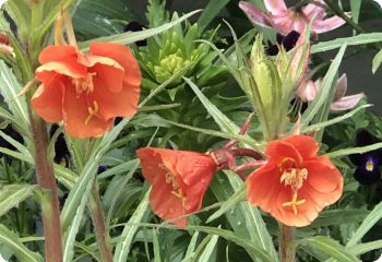 Oenothera versicolor 'Sunset Boulevard'