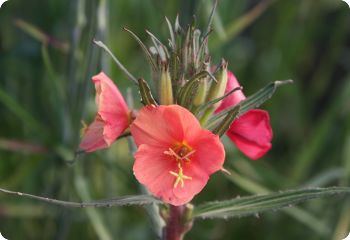 Oenothera versicolor 'Sunset Boulevard'